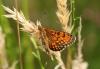 212866 – Photo : clovis – France (49)